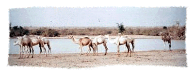 camelswatering.GIF (38741 bytes)