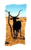 cow.GIF (9924 bytes)